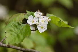 Attēlu rezultāti vaicājumam “Crataegus x macrocarpa”
