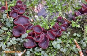 Attēlu rezultāti vaicājumam “Ascocoryne cylichnium”