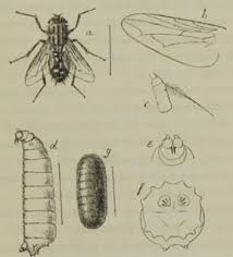 Attēlu rezultāti vaicājumam “Sarcophaga carnaria”