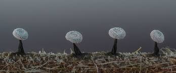 Attēlu rezultāti vaicājumam “Didymium clavus stalked”