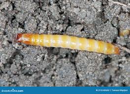 Attēlu rezultāti vaicājumam “Elateridae larva”