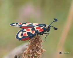 Attēlu rezultāti vaicājumam “Zygaena viciae”