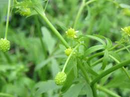 Attēlu rezultāti vaicājumam “Ranunculus elatior”