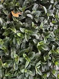 Attēlu rezultāti vaicājumam “Prunella vulgaris leaf”