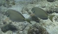 Image result for Acanthurus bahianus