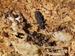 Attēlu rezultāti vaicājumam “Bitoma crenata imago”