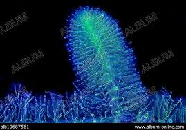 Attēlu rezultāti vaicājumam “Batrachospermum moniliforme”