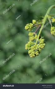 Attēlu rezultāti vaicājumam “Thalictrum flavum bud”
