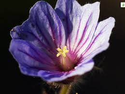 Attēlu rezultāti vaicājumam “Geranium bohemicum”