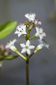 Attēlu rezultāti vaicājumam “Menyanthes trifoliata”
