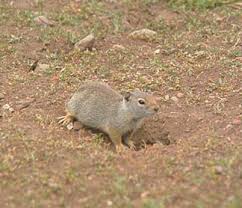 Attēlu rezultāti vaicājumam “Eulithis sp.”