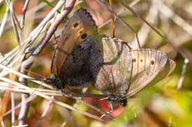 Attēlu rezultāti vaicājumam “Oeneis jutta”