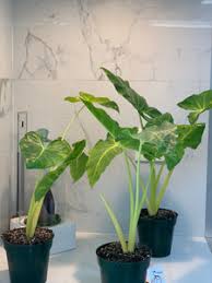 Attēlu rezultāti vaicājumam “Lophozia laxa macro”