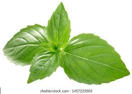 Image result for Ocimum basilicum