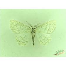 Attēlu rezultāti vaicājumam “Lomographa bimaculata”