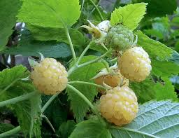 Attēlu rezultāti vaicājumam “Rubus idaeus fruit”