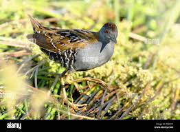 Image result for Porzana pusilla