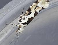 Attēlu rezultāti vaicājumam “Ypsolopha sequella”