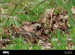 Attēlu rezultāti vaicājumam “Scolopax rusticola nest”