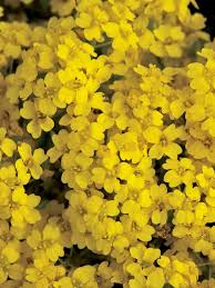 Image result for Alyssum saxatile