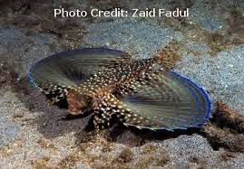 Image result for Dactylopterus volitans
