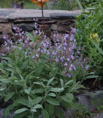 Attēlu rezultāti vaicājumam “Salvia officinalis”