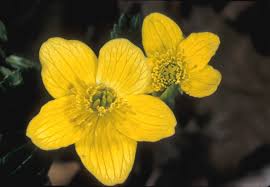 Attēlu rezultāti vaicājumam “Caltha palustris flower”