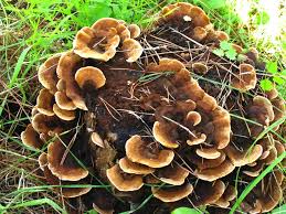 Attēlu rezultāti vaicājumam “Gloeophyllum abietinum”