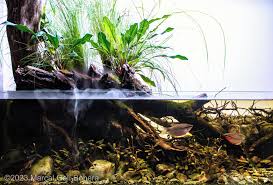 Attēlu rezultāti vaicājumam “Sphagnum riparium”