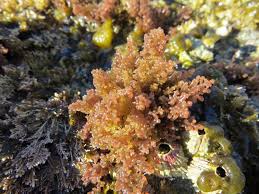 Attēlu rezultāti vaicājumam “Leskea polycarpa macro”