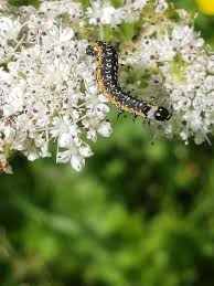 Attēlu rezultāti vaicājumam “Depressaria olerella”