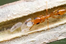 Attēlu rezultāti vaicājumam “Diderma simplex sessile”