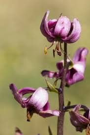 Attēlu rezultāti vaicājumam “Lilium martagon”