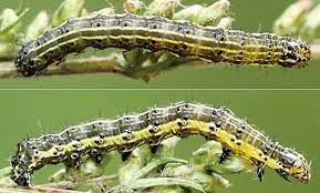 Attēlu rezultāti vaicājumam “Protoschinia scutosa”