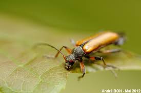 Attēlu rezultāti vaicājumam “Cortodera femorata”