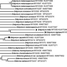 Attēlu rezultāti vaicājumam “Diderma radiatum plasmodium”