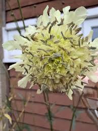 Attēlu rezultāti vaicājumam “Telekia speciosa bud”