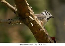 Attēlu rezultāti vaicājumam “Lophophanes cristatus adult”