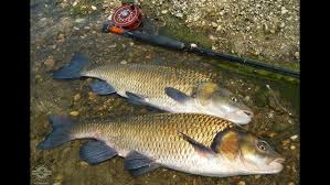 Image result for Chondrostoma nasus