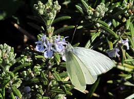 Attēlu rezultāti vaicājumam “Pieris rapae male”