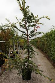 Attēlu rezultāti vaicājumam “Ulmus minor f. suberosa”