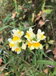 Image result for Linaria vulgaris