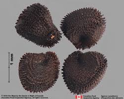 Image result for Agrostemma githago