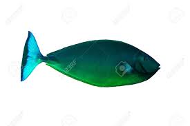 Image result for Naso hexacanthus