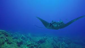 Image result for Dermatolepis inermis