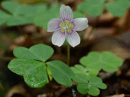 Attēlu rezultāti vaicājumam “Oxalis acetosella fruit”