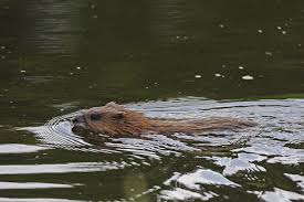 Attēlu rezultāti vaicājumam “Ondatra zibethicus”