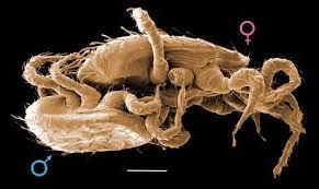 Attēlu rezultāti vaicājumam “Mesostigmata”