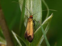 Attēlu rezultāti vaicājumam “Adela cuprella”