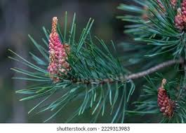 Attēlu rezultāti vaicājumam “Pinus sylvestris female flower”
